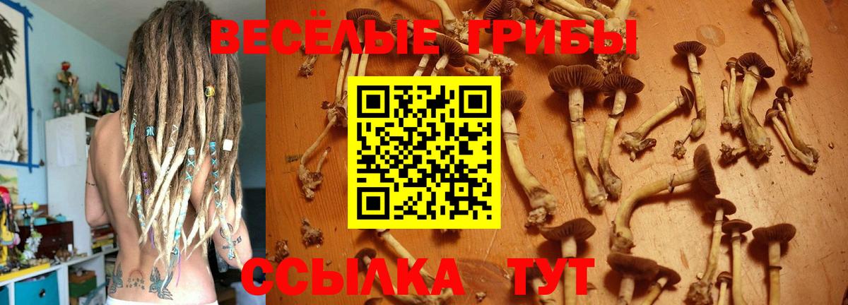 Коряжма  Псилоцибиновые грибы Cubensis  Вход с VPN 